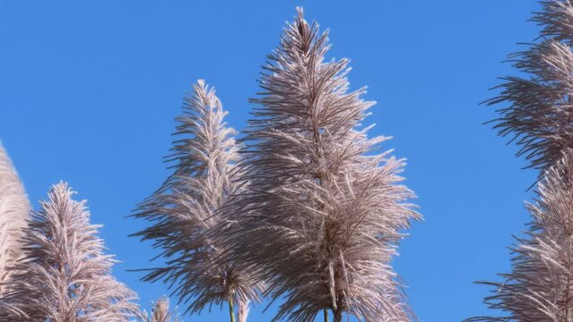 Agriculture commodities. Flowering sugarcane in the wind on blue sky.
