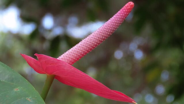 The spadix of a red anthurium flower. Selective Focus.