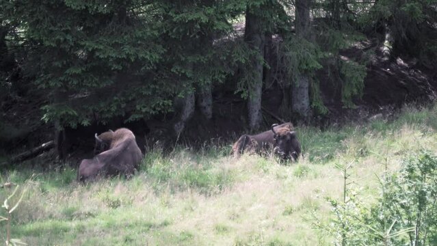 european bison, Wisent, Bos bonasus, grazing on meadow