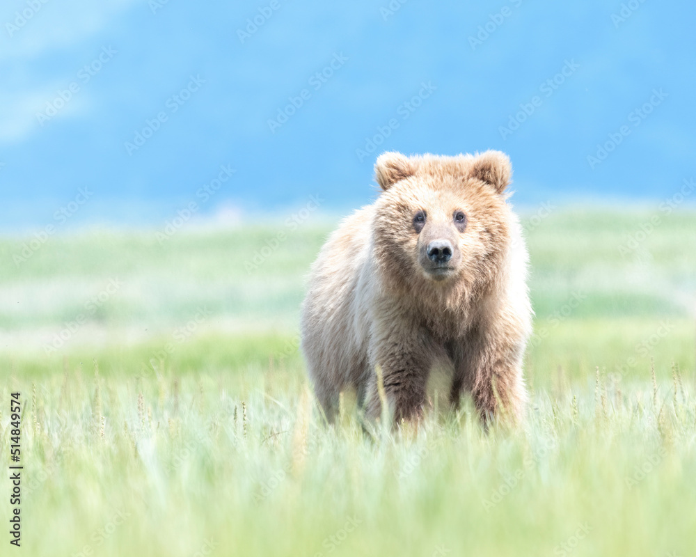 Wall mural alaska coastal brown bear (ursus arctos gyas), cub, katmai national park, usa, north america
