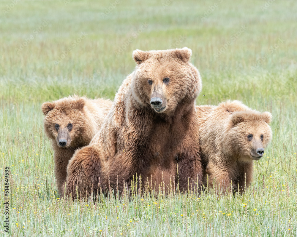 Wall mural alaska coastal brown bear (ursus arctos gyas) family, katmai national park, alaska