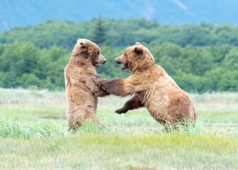 Alaska Coastal Brown Bear (Ursus arctos gyas), cubs play fighting, Katmai National Park USA, North America
