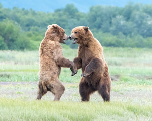Alaska Coastal Brown Bear (Ursus arctos gyas), cubs play fighting, Katmai National Park USA, North America