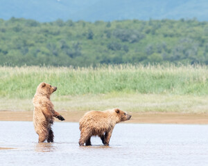 Obraz na płótnie Canvas Alaska Coastal Brown Bear (Ursus arctos gyas), cubs, Katmai National Park, USA, North America