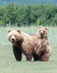 Alaska Coastal Brown Bear (Ursus arctos gyas), Sow with cub, Katmai National Park