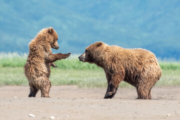 Alaska Coastal Brown Bear (Ursus arctos gyas), Sow and cub play fighting, Katmai National Park, USA, North America