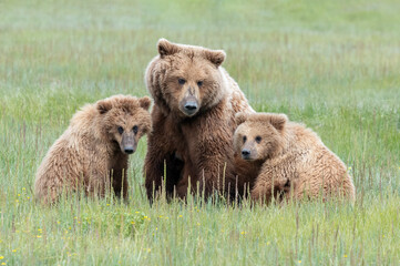 Alaska Coastal Brown Bear (Ursus arctos gyas) family, Katmai National Park, Alaska