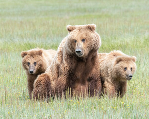 Alaska Coastal Brown Bear (Ursus arctos gyas) family, Katmai National Park, Alaska