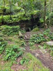 Obraz premium Path in a forest of Ireland.