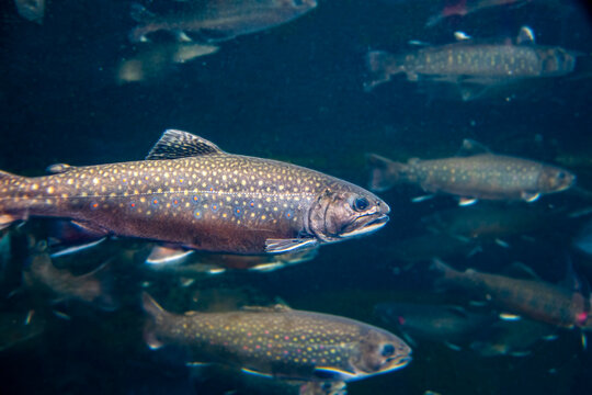 Brook Trout, Salvelinus fontinalis, swimming with other trout in a large freshwater tank at Baltimore Aquarium.