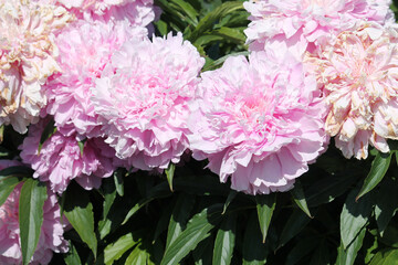 Pink double flowers of Paeonia lactiflora (cultivar Yablochkina) close-up. Flowering peony in garden