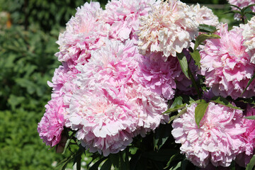 Pink double flowers of Paeonia lactiflora (cultivar Yablochkina) close-up. Flowering peony in garden