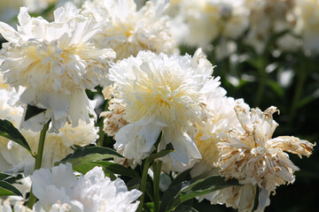 White double flowers of Paeonia lactiflora (cultivar Top Brass). Flowering peony in garden