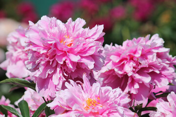 Obraz premium Pink double flower of Paeonia lactiflora (cultivar Kievskaya Rus'). Flowering peony in garden