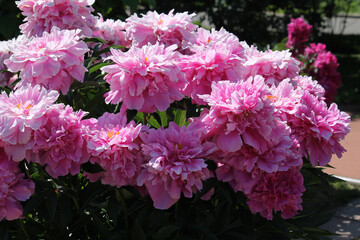 Pink double flowers of Paeonia lactiflora (cultivar Kievskaya Rus'). Flowering peony in garden