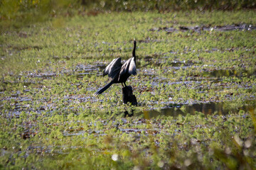 Biguatinga tomando sol