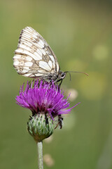 Close-up of a Marbled White (Melanargia galathea) sitting on a purple flower in nature. The background is bright. The picture is in portrait format.