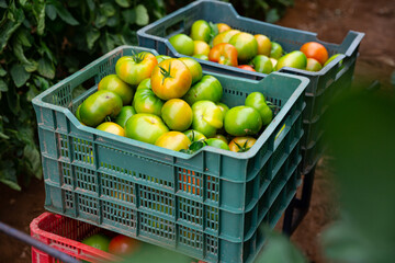 Ripe green tomatoes in plastic boxes in greenhouse. Harvest time