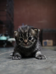 Fototapeta premium cat on the floor