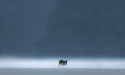 A Fawn in Fog