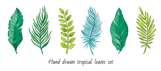 Tropical exotic plants leaves in sketch style. Vector engraved botanical set of jungle foliage, hand drawn outline banana and coconut palm trees, monstera and philodendron leaves isolated on white