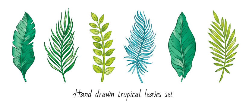 Tropical exotic plants leaves in sketch style. Vector engraved botanical set of jungle foliage, hand drawn outline banana and coconut palm trees, monstera and philodendron leaves isolated on white