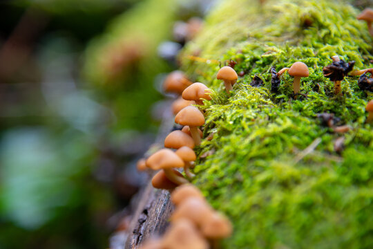 Colorful Fungi