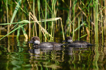 Ducklings swim on the lake