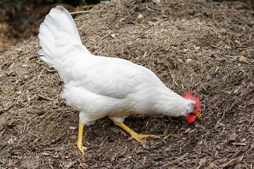 white hen pecking at the ground