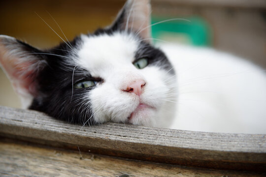 Lazy Catte