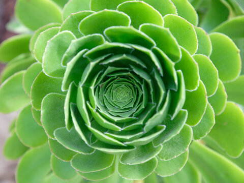 Green Fractal