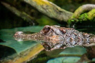 Smooth-fronted caiman (Paleosuchus trigonatus) with just the head above the water, in the Baltimore Aquarium. 