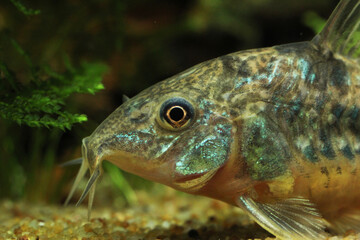 Corydoras paleatus - Peppered Cory