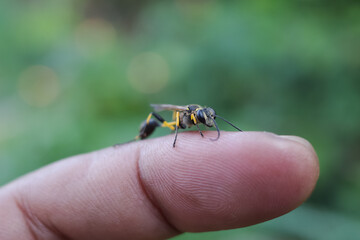 bee on a flower