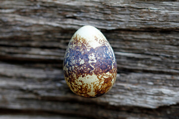 one quail egg on wooden oak background