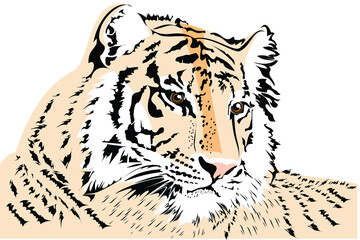 Vector illustration of a tiger lying on the ground with a striped fur and bright eyes