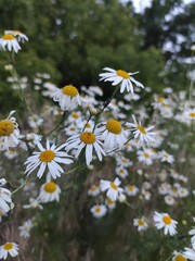 daisies in the field