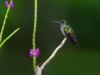 Blue-chested Hummingbird sitting on stick against green background