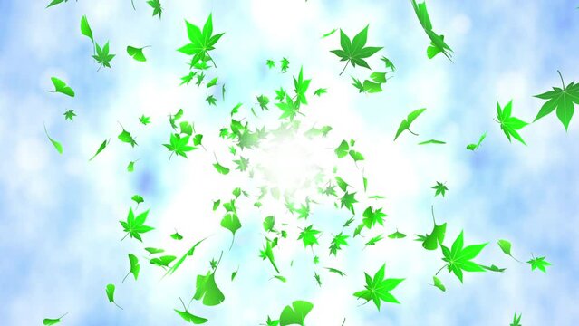 Loop back center rotation maple ginkgo bright background