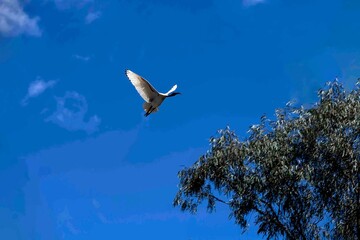 Australian White Ibis (Threskiornis molucca)