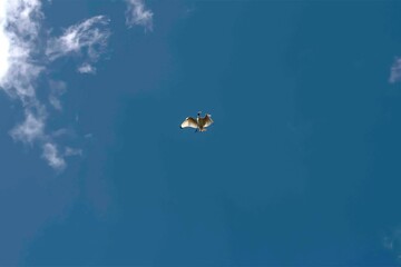 Australian White Ibis (Threskiornis molucca)