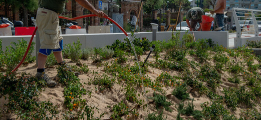 Cattolica Italy  June 2022 Gardeners while planting trees to adorn the seafront of Cattolica