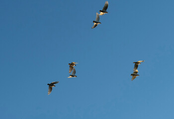 Birds flying in the sky