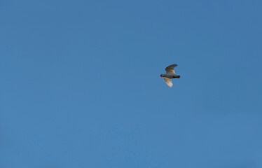 Little Corella (Cacatua sanguinea)