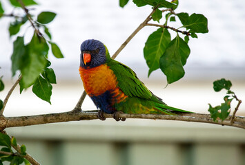 Rainbow Lorikeet (Trichoglossus moluccanus)