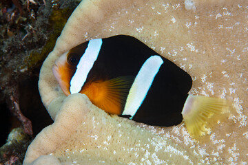 Clownfish - Amphiprion clarkii. Sea life of Tulamben, Bali, Indonesia.