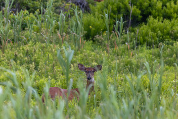 Deer hiding in the tall grass