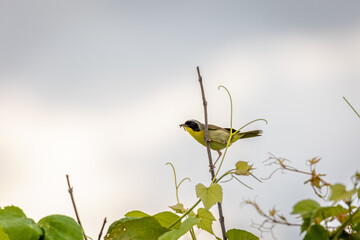 Common yellowthroat with a worm