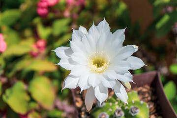 white flower of round cactus, (Echinopsis subdenudata) cactus in pot at home. beautiful flowers