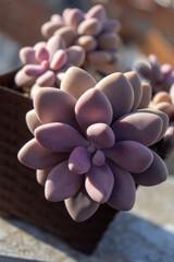 pink succulent (Moonstones Pachyphytum ) beautiful pink leaves of potted succulent. colorful leaves. succulents at home